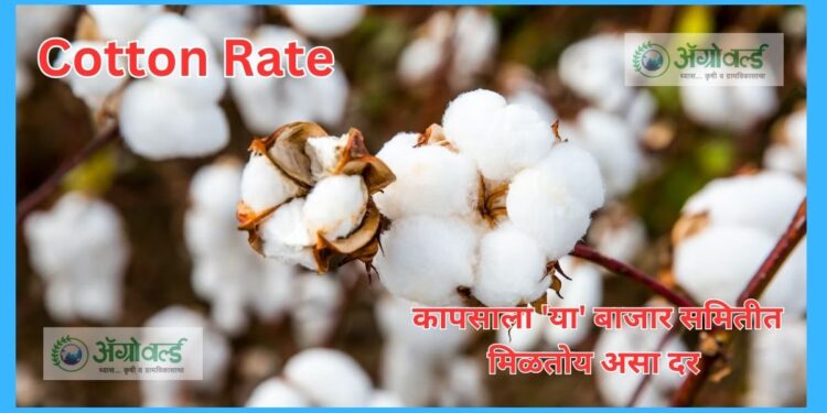 Cotton Rate
