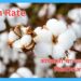 Cotton Rate