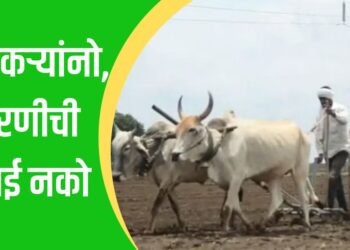 शेतकऱ्यांनो, पेरणीची घाई नको; आता पाऊस पडला तरी जुलैपर्यंत धीर धरा!
