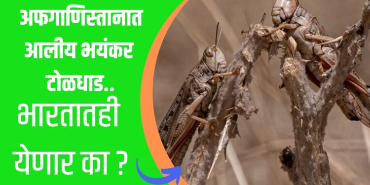 Locusts Attack