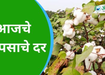 Cotton Price