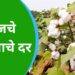 Cotton Price