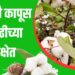 कापूस