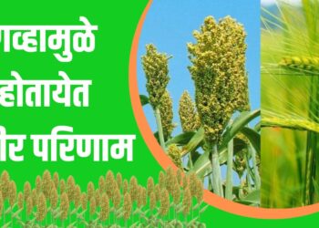 Jowar Farming