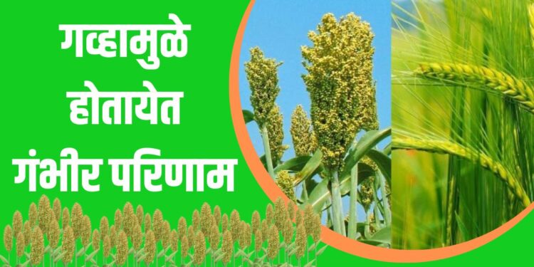 Jowar Farming