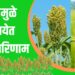 Jowar Farming