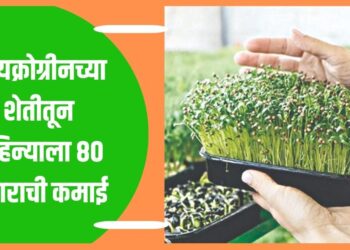 मायक्रोग्रीन