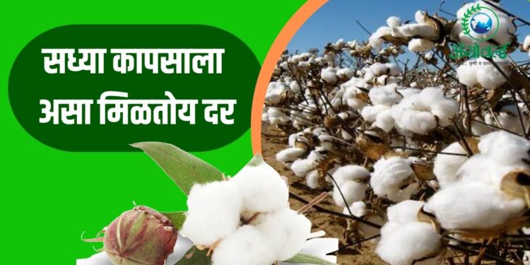 Cotton Rate