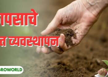 कापसाचे खत व्यवस्थापन