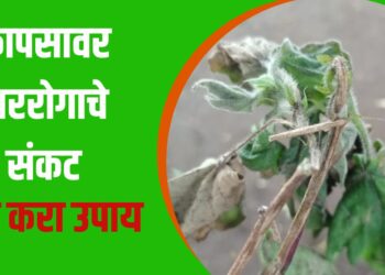 कापसावर मररोगाचे संकट; असे करा उपाय