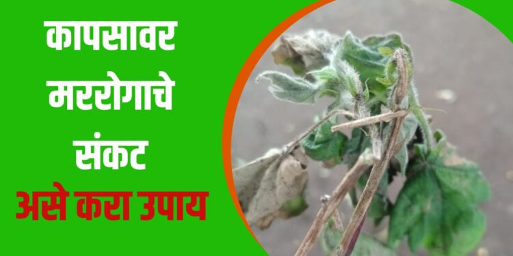 कापसावर मररोगाचे संकट; असे करा उपाय