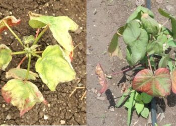 कापसावरील रोगाची लक्षणे व नियंत्रण