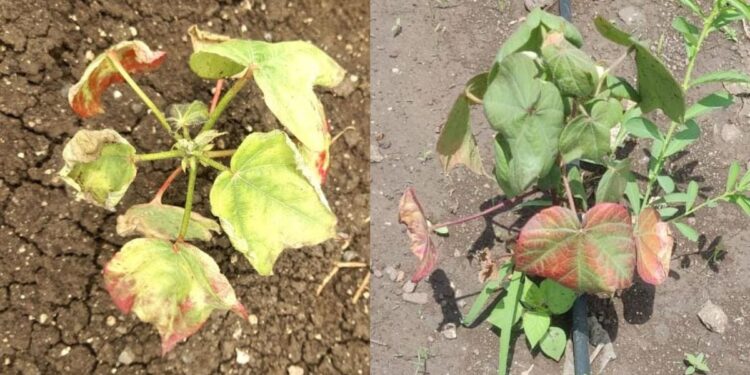 कापसावरील रोगाची लक्षणे व नियंत्रण