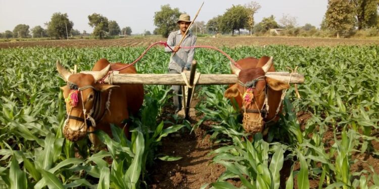 लहान वयात शेतीत मोठे काम करून ठरला आदर्श