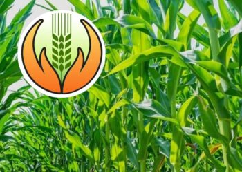 पीक विमा