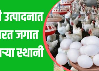 अंडी उत्पादन