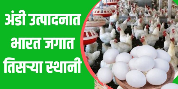 अंडी उत्पादन