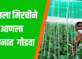 शिमला मिरची