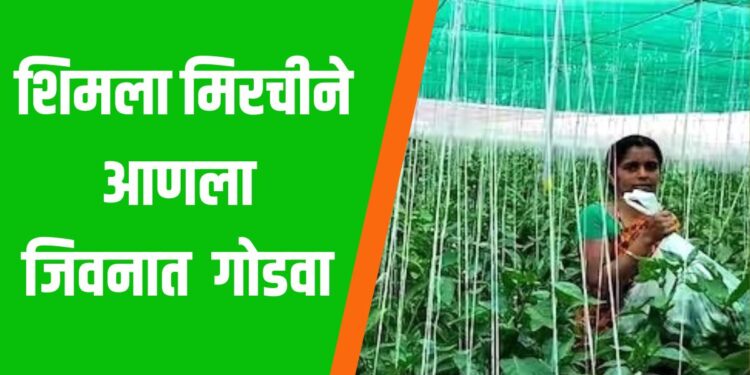 शिमला मिरची