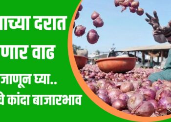 कांद्याच्या