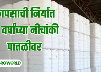 भारतातील कापसाची निर्यात 19 वर्षांच्या नीचांकी पातळीवर