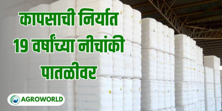 भारतातील कापसाची निर्यात 19 वर्षांच्या नीचांकी पातळीवर