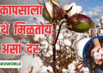 कापसाला