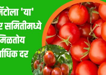 टोमॅटोला