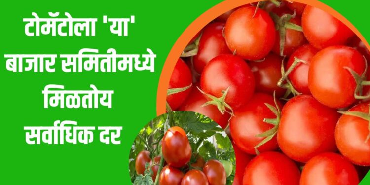 टोमॅटोला