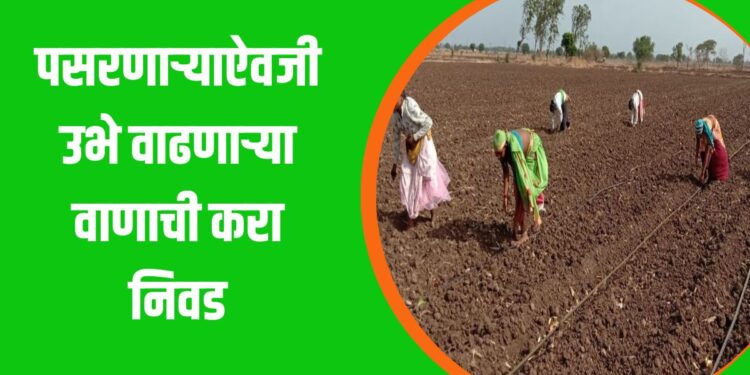 उभे वाढणार्‍या वाणाची