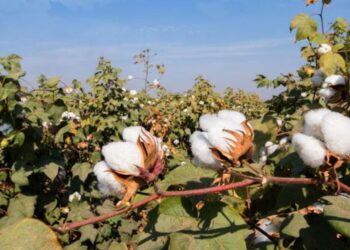 कापसाला 'या' बाजार समितीत मिळतोय सर्वाधिक दर