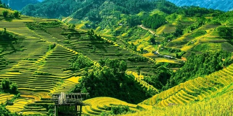 झूम खेती