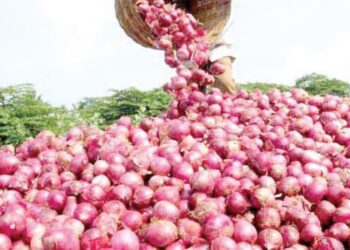 कांदा उत्पादक