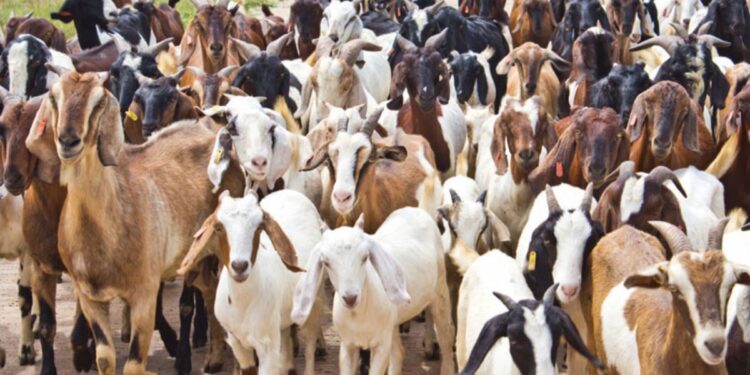 शेळीपालन व्यवसायातून लाखोंची कमाई