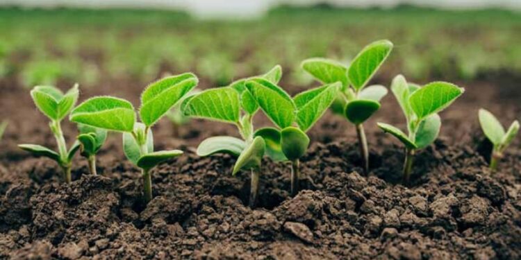 सेंद्रिय शेती