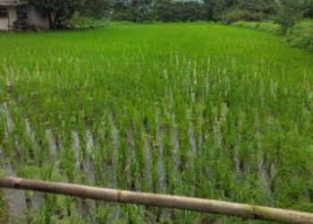 लुप्त होणार्‍या वाणाला अ‍ॅड. गणेश हिंगमिरे यांनी दिले जीवदान