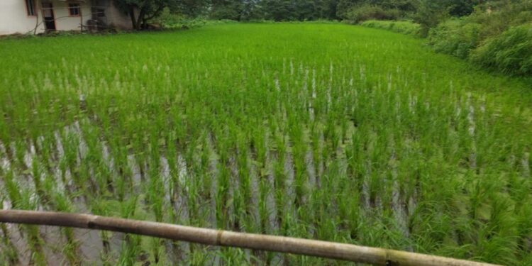 लुप्त होणार्‍या वाणाला अ‍ॅड. गणेश हिंगमिरे यांनी दिले जीवदान