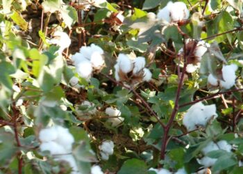 देशातील प्रमुख बाजारपेठात आजचे कपाशी बाजारभाव