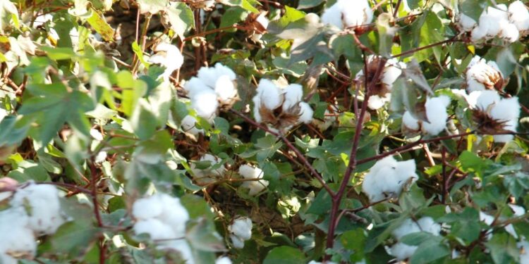 देशातील प्रमुख बाजारपेठात आजचे कपाशी बाजारभाव