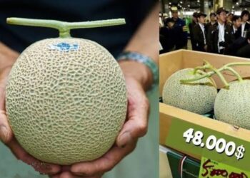 हे जगातील सर्वात महाग फळ; किंमत इतकी की त्यात खरेदी करू शकाल 30 तोळे सोने!