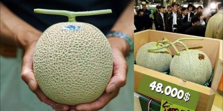 हे जगातील सर्वात महाग फळ; किंमत इतकी की त्यात खरेदी करू शकाल 30 तोळे सोने!