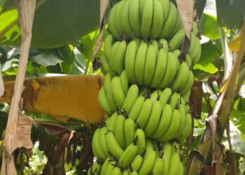 केळीला या बाजार समितीत मिळतोय चांगला दर