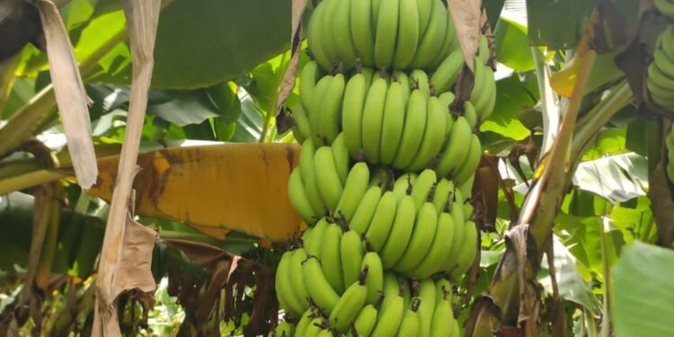 केळीला या बाजार समितीत मिळतोय चांगला दर