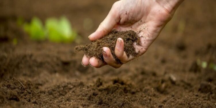 शेतकऱ्यांसाठी पावसानंतरची आनंदवार्ता….