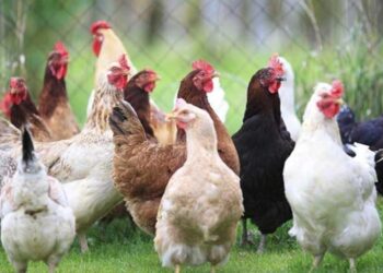 कुक्कुटपालन कार्यशाळा