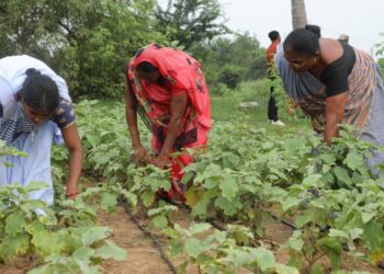 स्पाउडी