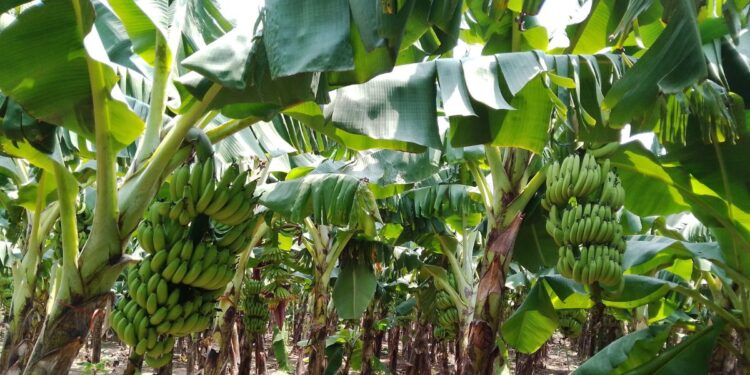 केळी निर्यातीतून वर्षाला 35 लाखांची कमाई