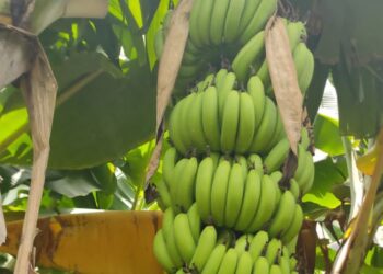 केळीला या बाजार समितीत मिळाला सर्वाधिक दर