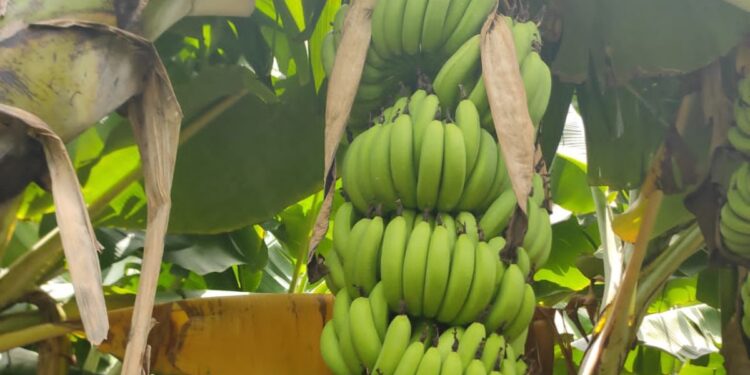 केळीला या बाजार समितीत मिळाला सर्वाधिक दर