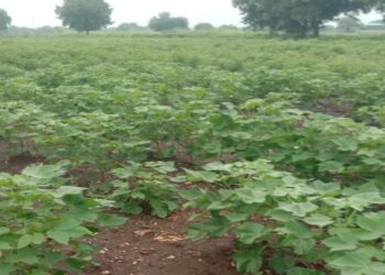 पावसाच्या अनियमिततेचा शेतकर्‍यांना मोठा फटका